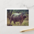 Search for omnivorous postcards Africa