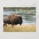 Search for yellowstone bison postcards Landscape
