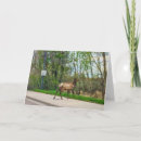 Search for elk cards Forest