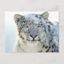 Search for snow leopard postcards Leopards