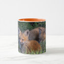 Search for baby fox mugs Animals in the wild