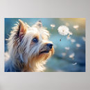 Search for yorkshire terrier posters Cute