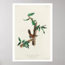 Search for audubon posters Birder