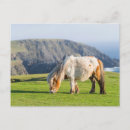 Search for shetland ponies postcards Horse