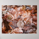 Search for maple leaves posters Leaf