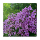 Search for lilac tiles Flowers