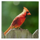 Search for cardinal tiles Green