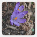 Search for crocus stickers Nature