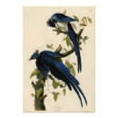 Search for magpies posters Lithograph
