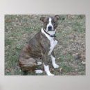 Search for mixed breeds posters Pet