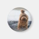 Search for havanese dog magnets Animal