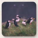 Search for puffin coasters Wildlife