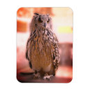Search for experiments magnets Animals