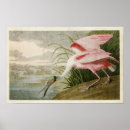 Search for roseate spoonbill posters Spoonbills