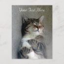 Search for american shorthair tabby postcards Cat