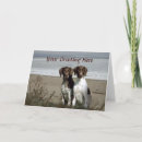 Search for german shorthaired pointer cards Pointers