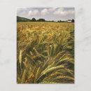 Search for grains postcards Food