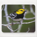 Search for breeding mousepads Bird