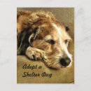 Search for shelter postcards Adopt