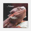 Search for bearded dragon magnets Reptile