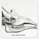 Search for animal skull stickers Bone