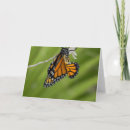 Search for monarch butterfly cards Butterflies