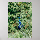 Search for blue peacock bird posters Wildlife