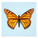 Search for flying insect posters Nature