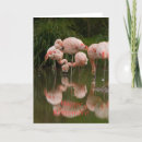 Search for orange color cards Pink