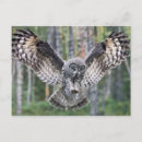 Search for bird hunt postcards Animal
