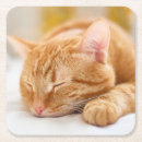 Search for ginger coasters Tabby cat