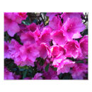 Search for azalea art Cute