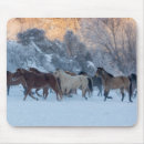 Search for hideout Horse