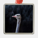 Search for ostrich christmas tree decorations Animal