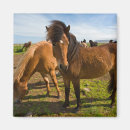 Search for horse ranch magnets Iceland