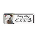 Search for pet pitbull Simple