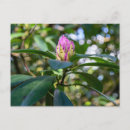 Search for rhododendrons postcards Botanical