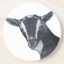 Search for nigerian dwarf goat Cute