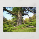 Search for cedars postcards Ancient