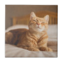Search for sleeping tiles Tired
