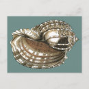 Search for conch shell postcards Large seashell