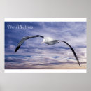 Search for albatross posters Sea