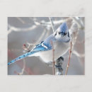 Search for bluejays postcards Winter