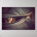 Search for looking at camera posters Cat