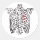 Search for vintage anatomy stickers Skull