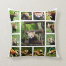 Search for panda photography Firefox