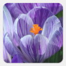 Search for purple crocus stickers Garden