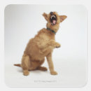 Search for snarling stickers Danger
