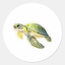 Search for green turtle stickers Marine conservation