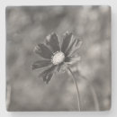 Search for limestone coasters Square